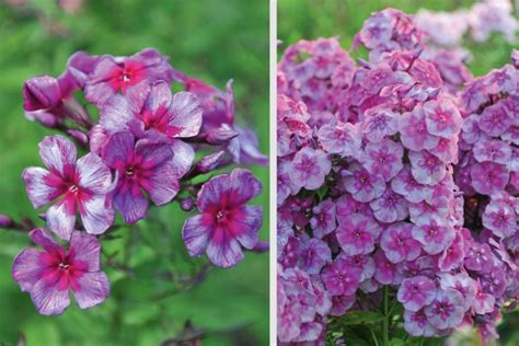 Phlox Paniculata: Varieties, Photos, Care And Propagation - Best ...