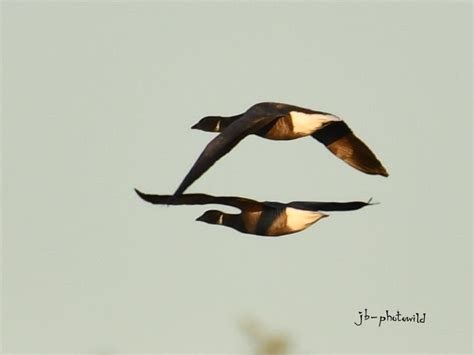 Wildlife - Brent Goose - Waldringfield Sailing Club