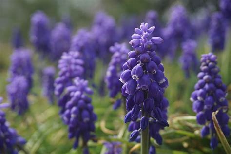 HD wallpaper: purple, flower, grape hyacinth, nature, spring, botany, plant | Wallpaper Flare