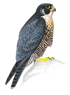 Making Sense of the Peregrine Falcon’s Variable Migration Patterns ...