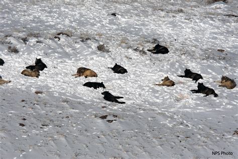 Druid Peak Pack: Yellowstone Wolf Photos Citizen Science