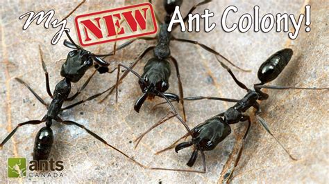 My New Awesome Ant Colony - YouTube