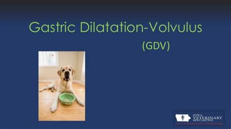 Gastric dilatation volvulus