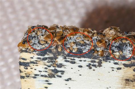 bed bug eggs - Pointe Pest Control | Chicago Pest Control and Exterminator