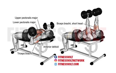 Incline Reverse-Grip Dumbbell Bench Press (Chest) – Fitness Volt