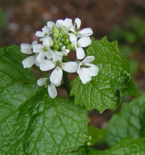 Nature Notes: garlic mustard – an edible and delicious invasive plant ...