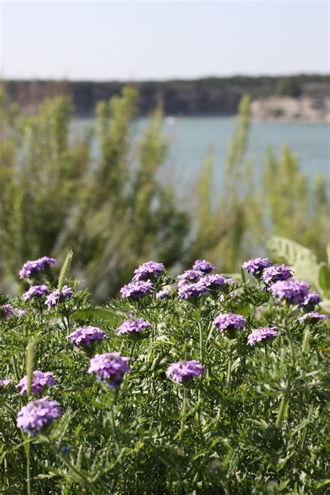 The Fun: texas wildflowers