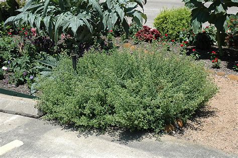 Mexican Oregano - Buchanan's Native Plants