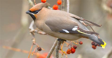 Bohemian Waxwing: Range and Habitat | Birdfact