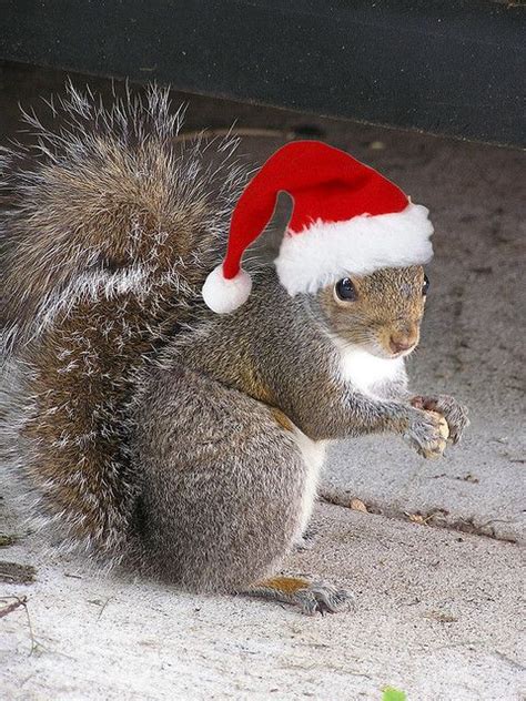 108 best Squirrels at Christmas images on Pinterest | Squirrels ...