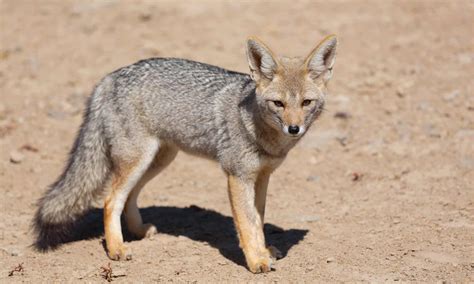 Gray Fox in Texas: Where They Live and Interesting Facts - A-Z Animals