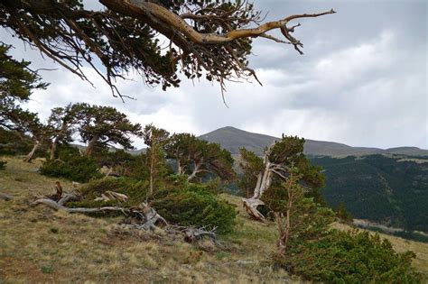 Windy Ridge Bristlecone Pine Scenic Area | South Park National Heritage Area | Scenic ...