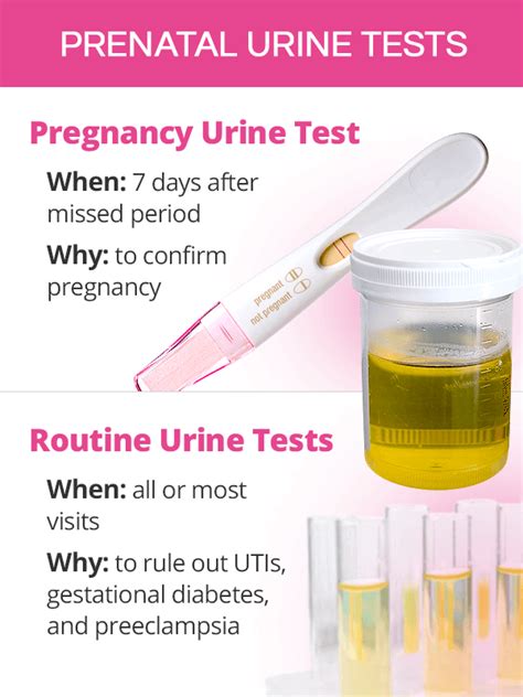 Urine & Blood Tests during Pregnancy | SheCares