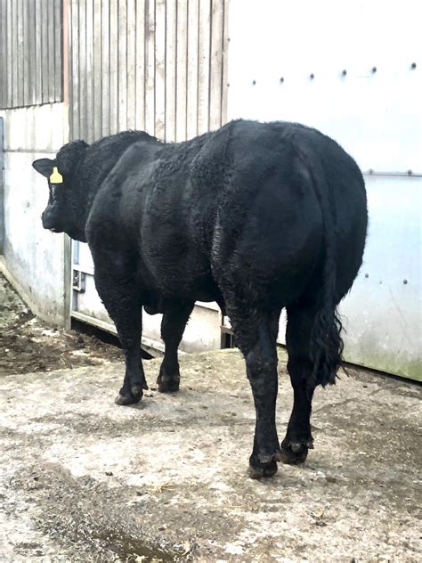 4 Pedigree Black Limousin Breeding Bulls Livestock Sales- Willie Paterson Livestock