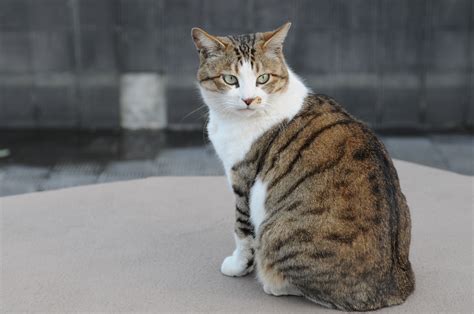 File:Brown and white tabby cat with green eyes-Hisashi-01.jpg - Wikimedia Commons
