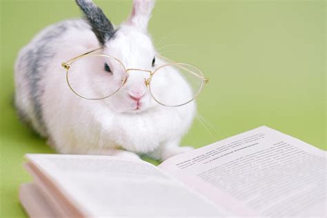 rabbit-reading-a-book - Rabbit Scout