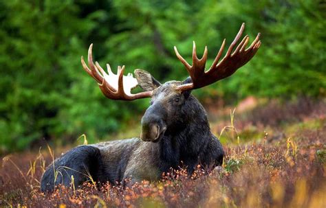 Moose as a part of European Wilderness!