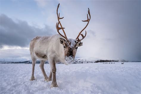 Quand partir en Norvège