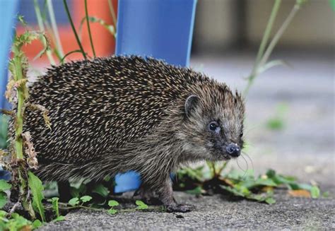 Hedgehog Care: Diseases and Treatments