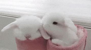 Bunny Kisses GIFs - Find & Share on GIPHY