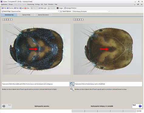 Trichoptera 23 EN – Home