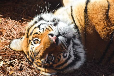 Malayan Tiger Diet - harimaumalayagaleri