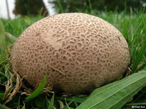 Calvatia cyathiformis - Alchetron, The Free Social Encyclopedia