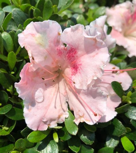 Buy Satsuki Gumpo Pink Azalea Plants | Stadler Nurseries