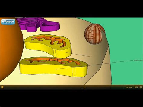 3D Animated and Guided Tour of an Animal Cell - YouTube