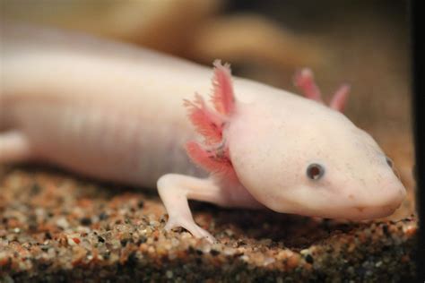 Ambystoma mexicanum, un hermoso anfibio mexicano en peligro crítico de ...