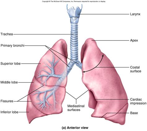 Anatomy of LUNGS and MCQs for NEET, GPAT,Nursing Exams - Gpatindia: Pharmacy Jobs, Admissions ...