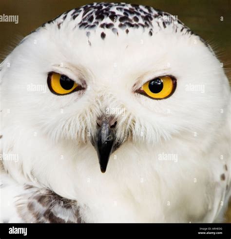 A close up portrait of the face of a Snowy Owl showing eyes,beak Stock ...