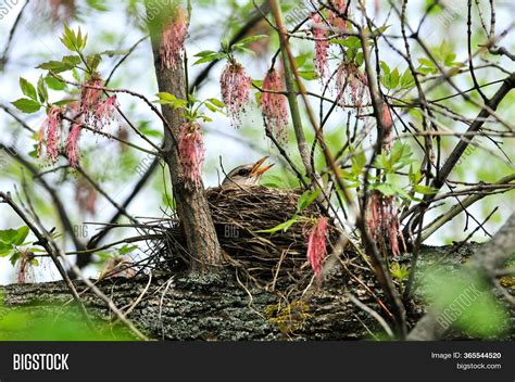 Bird Hatches Out Eggs Image & Photo (Free Trial) | Bigstock