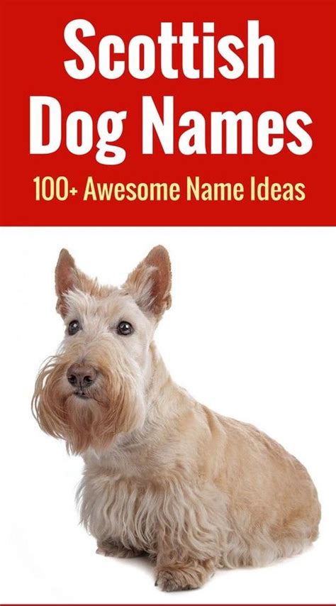 Scottish Dog Names - 100+ Awesome Name Ideas for Your Dog | Dog names, Best dog names, Scottish ...