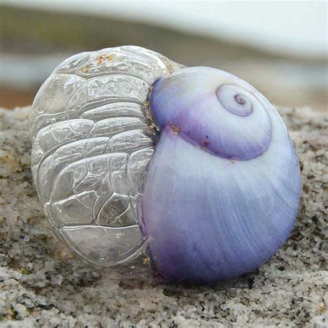 Violet Bubble Snail | Snail, Sea snail, Art reference