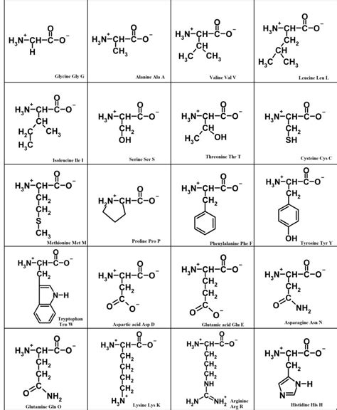 How to memorize structures of all 20 amino acids in a simple way ...