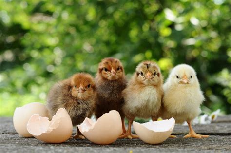 Raising Chickens for Eggs | A Complete Guide To Raising Backyard ...