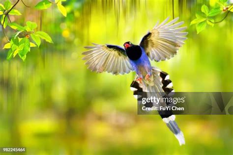 64 Taiwan Blue Magpie Stock Photos, High-Res Pictures, and Images ...