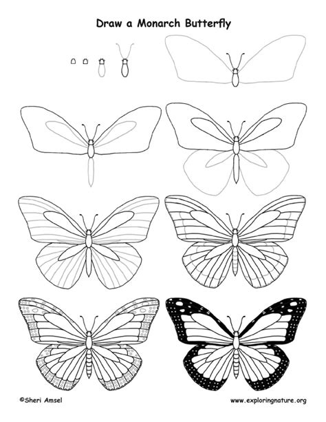 Butterfly (Monarch) Drawing Lesson