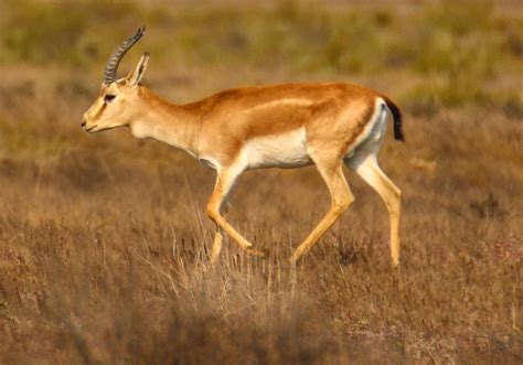 Cannundrums: Goitered or Persian Gazelle