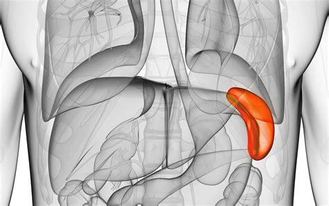 Enlarged Spleen In Kids