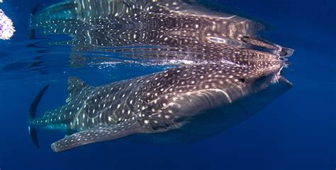 Diving with Whale Sharks - Everything You Should Know | Diviac Magazine