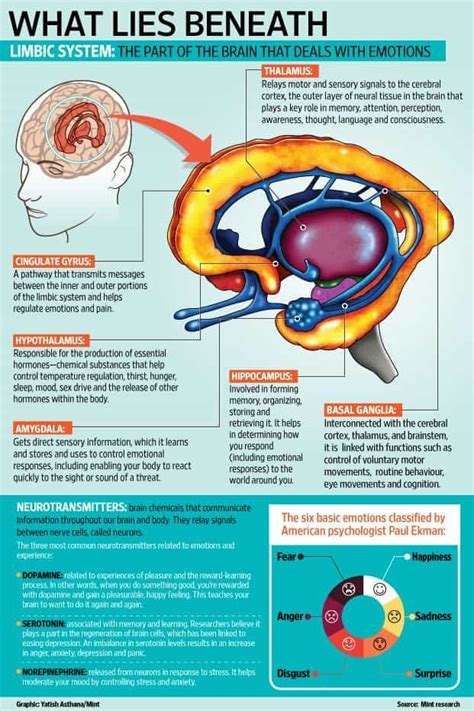 The science of emotions | Brain anatomy and function, Human brain ...