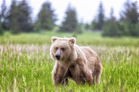 Beautiful Bear, Beautiful Habitat Photograph by Belinda Greb - Fine Art ...