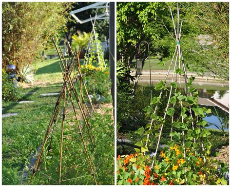 A Natural Nester: Bamboo in the Garden