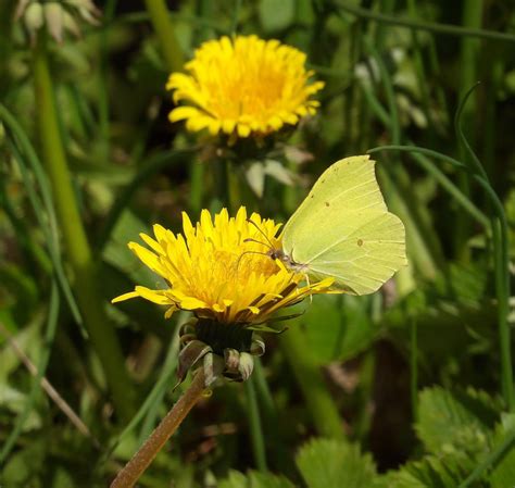 Brimstone butterfly by TeleviCat on DeviantArt