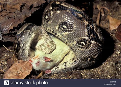 Python Eating Stock Photos & Python Eating Stock Images - Alamy