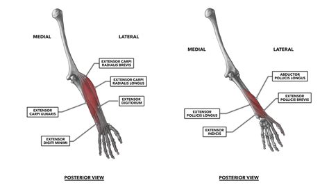 CrossFit | Wrist Musculature, Part 2: Posterior Muscles