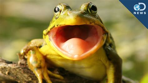 Frog Hears With Its Mouth - YouTube