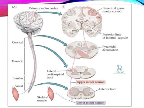 What Is Lower Motor Neuron And Upper | Webmotor.org